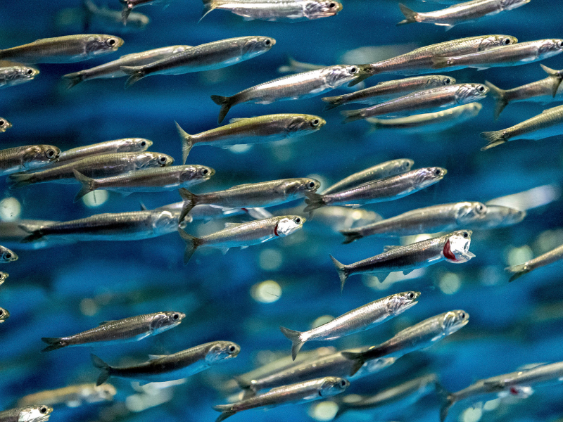 L alice O Acciuga La Specie Simbolo Del Pesce Azzurro HelloFish l-alice-o-acciuga-la-specie-simbolo-del-pesce-azzurro-hellofish
